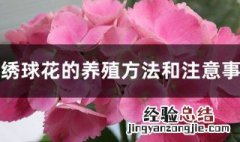 养绣球花的方法 绣球花喜欢什么土壤