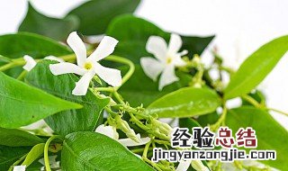 怎样养茉莉开花又好叶子长得又好 茉莉花种植方法分享