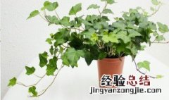 常春藤花怎么饲养? 养殖常春藤花的技巧