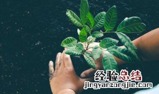 庭院里迎门墙种什么花好 家庭庭院迎门墙前种植什么花草