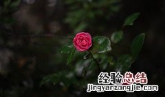 番红花种球种植方法 番红花球怎么种