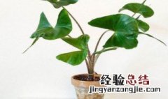 海芋用什么土种植好 海芋的种植方法是什么