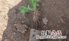 树苗没带土坨怎么保存 移栽树苗带土坨的原因