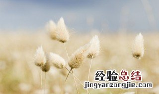 兔尾草如何做干花不掉毛 兔尾草做干花的方法