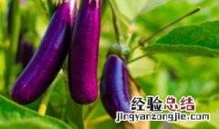 茄子怎么保存 茄子的保存方法