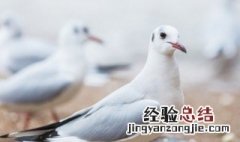 鸽子汤怎么炖催奶 鸽子汤怎么炖催奶窍门