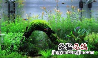 方形鱼缸造景效果图 方形鱼缸怎么造景