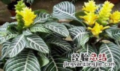 观叶植物栽培技巧 观叶植物养殖方法