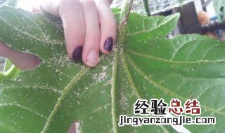 怎样灭花上的小白飞虫 花上的小白飞虫怎么灭