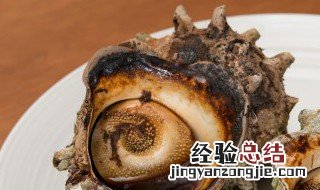 活海螺怎么隔夜保存 海螺怎么保存一天