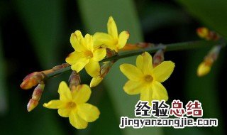 迎春花摘芽技巧 迎春花摘芽技巧图解