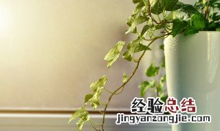 除甲醛植物 十大吸甲醛的植物排名