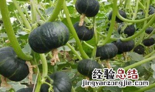 贝贝小南瓜种植时间和方法 关于贝贝小南瓜种植时间和方法