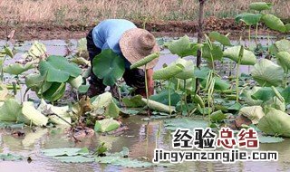 藕田养甲鱼的正确方法 藕田怎么养殖甲鱼视频