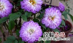 大理花怎么养 怎样养大理花