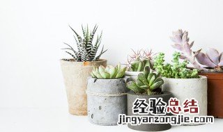 多肉植物怎么拼盘才是正确的方法 多肉植物怎么拼盘才是正确的方法呢