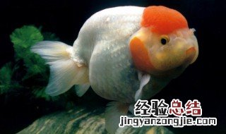 金鱼侧翻最简单的救法 金鱼简介