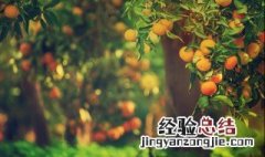 果树盆景造型方法 果树盆景造型方法视频