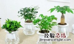 水培植物水要泡到什么部位 水培植物水要泡到什么部位才能养花