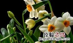 长水仙花养殖方法 水仙花的养殖办法