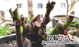 玫瑰花老桩发芽后怎么养护 玫瑰花老桩发芽后怎么养