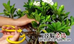 栀子花怎么移植 栀子花怎么移植水培