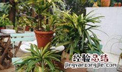 盆栽植物棕竹怎么养 盆栽植物棕竹怎么养护