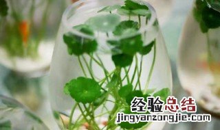 冬天水培铜钱草怎么养 水培铜钱草冬天怎么养