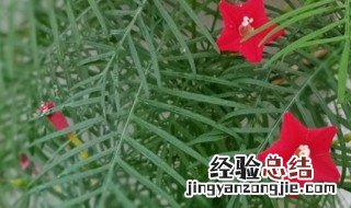 茑萝的养殖方法和注意事项 茑萝的养殖方法