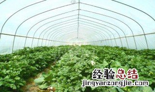 蔬菜种植出现烂根怎么解决 种菜烂根怎么办