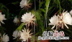 为什么昙花不开花 为什么昙花不开花了