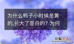 为什么鸭子小时候是黄的,长大了是白的? 为何鸭子小时候是黄的,长大了是白的?