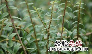 石斛发芽还能吃吗 石斛发芽了可以吃吃法有哪些