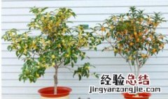 盆栽四季桂花怎么养 四季桂花怎么养