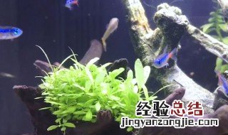 鱼缸换水方法和原理 鱼缸换水方法