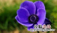 银莲花怎么繁殖 银莲花的繁殖方法图解