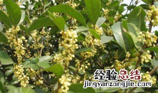 金桂花树怎么养 金桂花树的种植方法