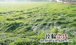 小麦倒伏后有有什么方法挽救 小麦倒伏的起因及挽救办法