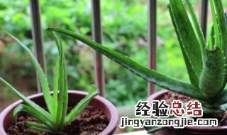 芦荟一片叶子能栽活吗 芦荟一片叶子可以活吗