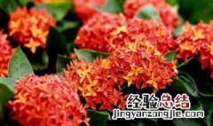 龙船花怎么过冬 龙船花过冬最低温度