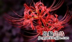 彼岸花开花后怎么处理 彼岸花开花后怎么护理