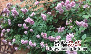 微型月季花怎么养 怎样盆栽微型月季