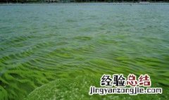 鱼塘水面长满绿色泡沫 鱼塘水面有一层绿色泡沫怎么解决