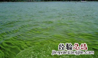 鱼塘水面长满绿色泡沫 鱼塘水面有一层绿色泡沫怎么解决