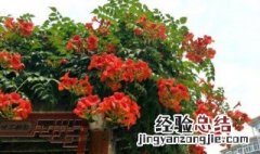 凌霄花怎么种植视频 凌霄花怎么种植