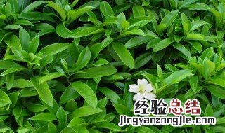 怎样才能把非洲茉莉养好 把非洲茉莉养好的方法