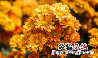 重阳菊花正确的是 重阳后菊花其一