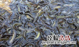 泥鳅养殖技术 台湾泥鳅养殖技术