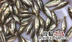 鲈鱼水花苗怎样养殖 鲈鱼水花苗如何养殖