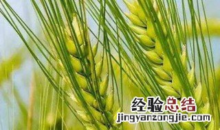 济麦22小麦品种简介 济麦22小麦品种介绍